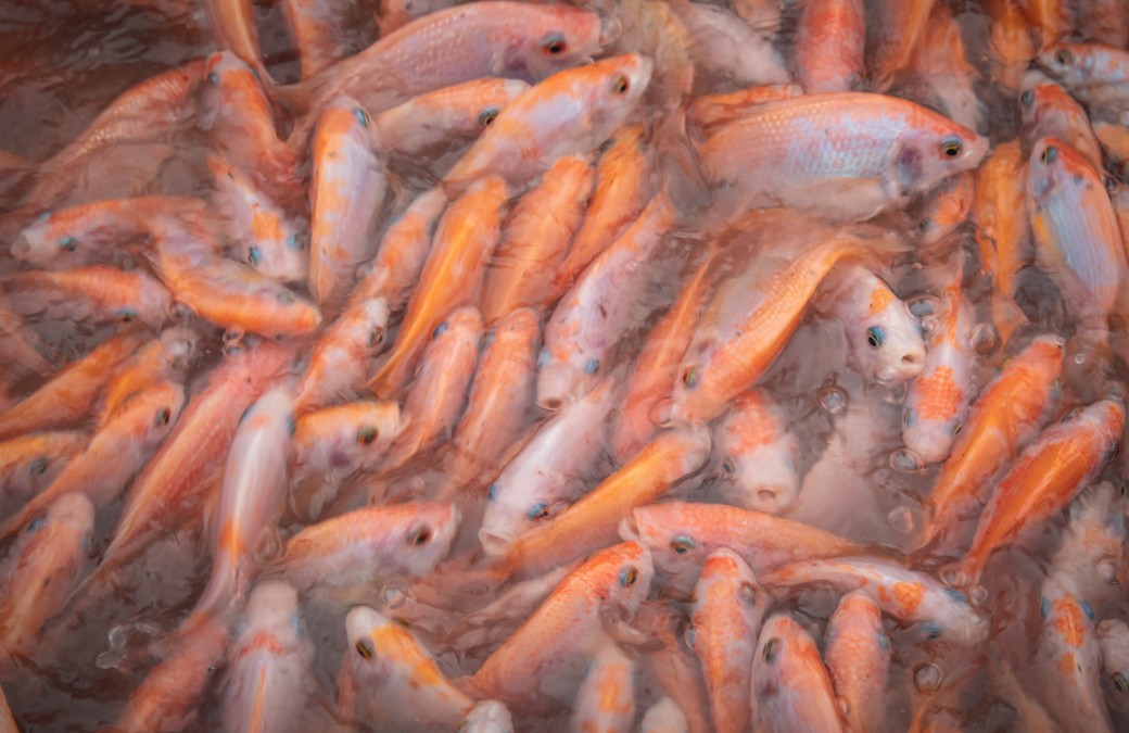 Ikan di yang jenis kolam dibudidayakan konsumsi 9 Jenis